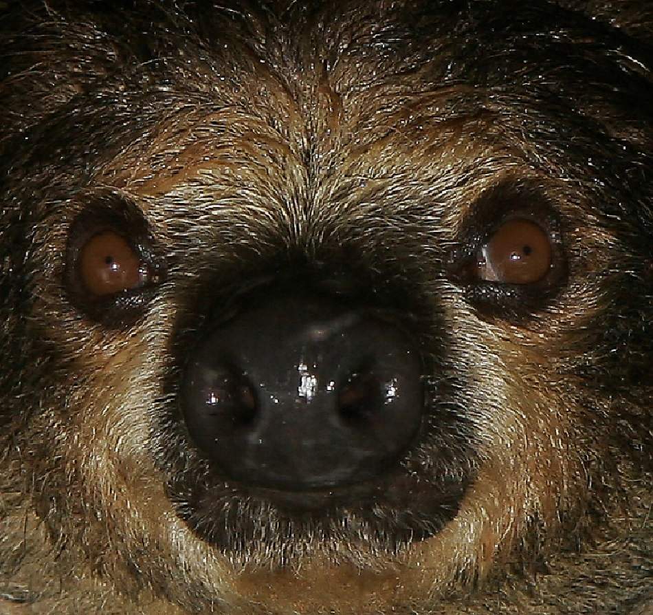 sloth extreme close-up