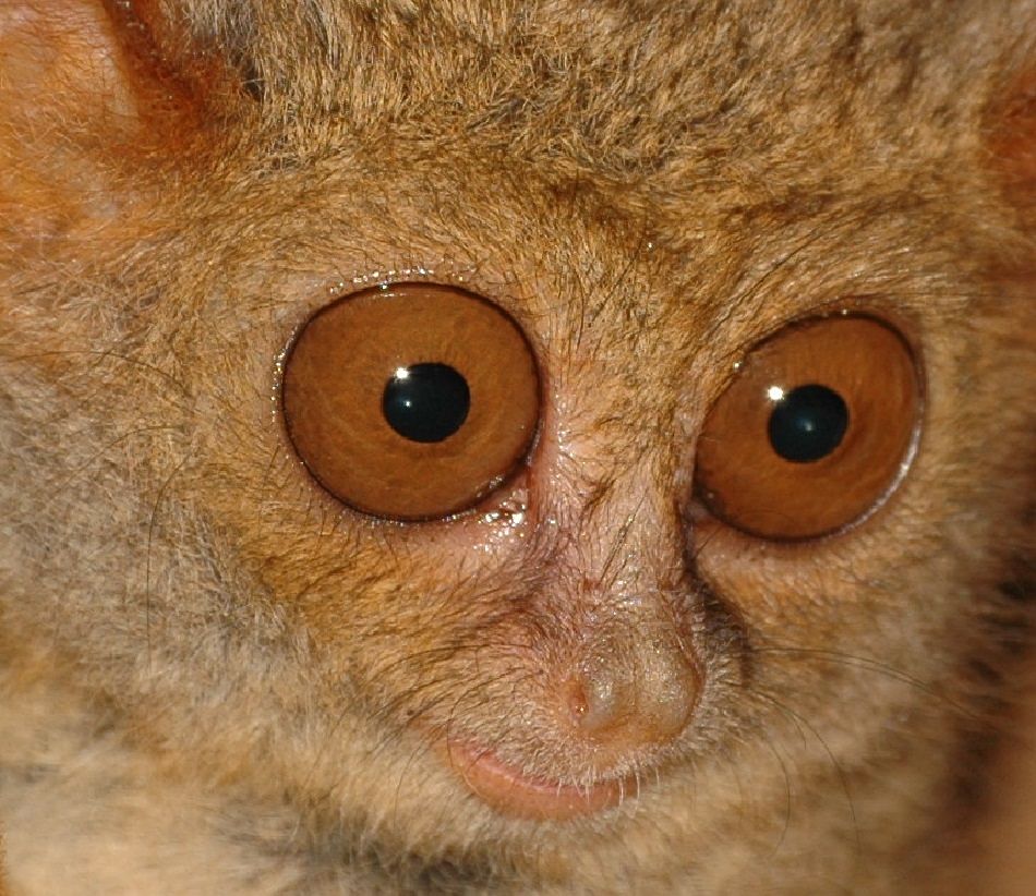 animal extreme closeup - Tarsier