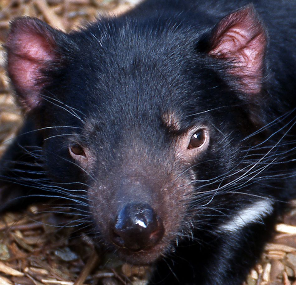 Tasmanian devil extreme close-up