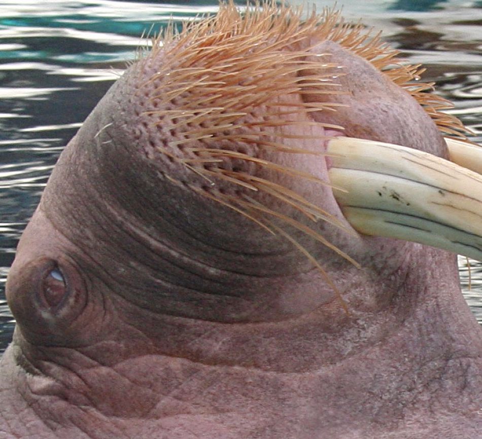 animal extreme closeup - Walrus