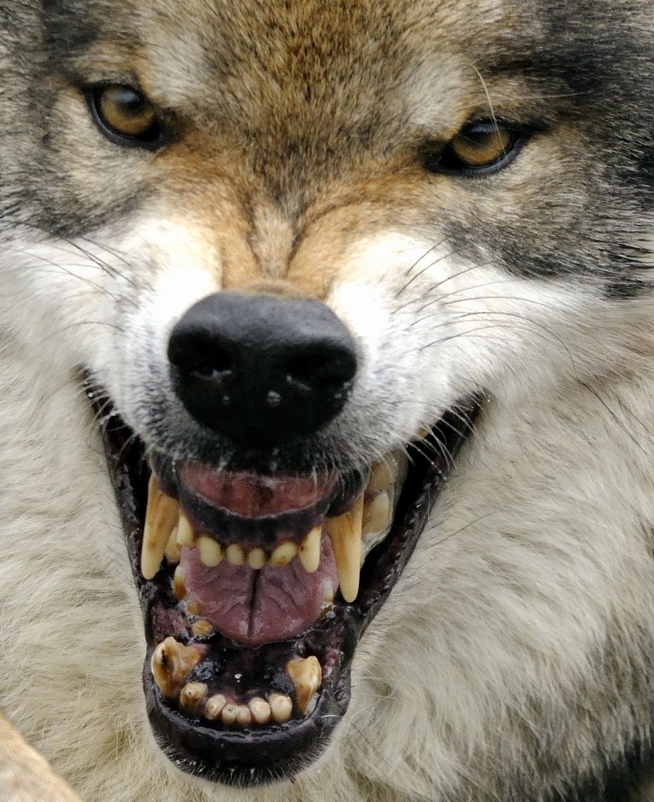 Animal Extreme Close-up - Wolf