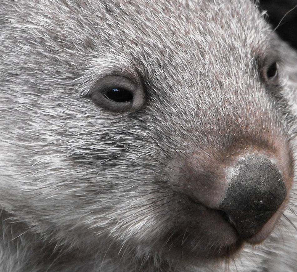 Animal Extreme Close-up - Wombat