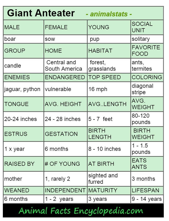 dolphin animal stats