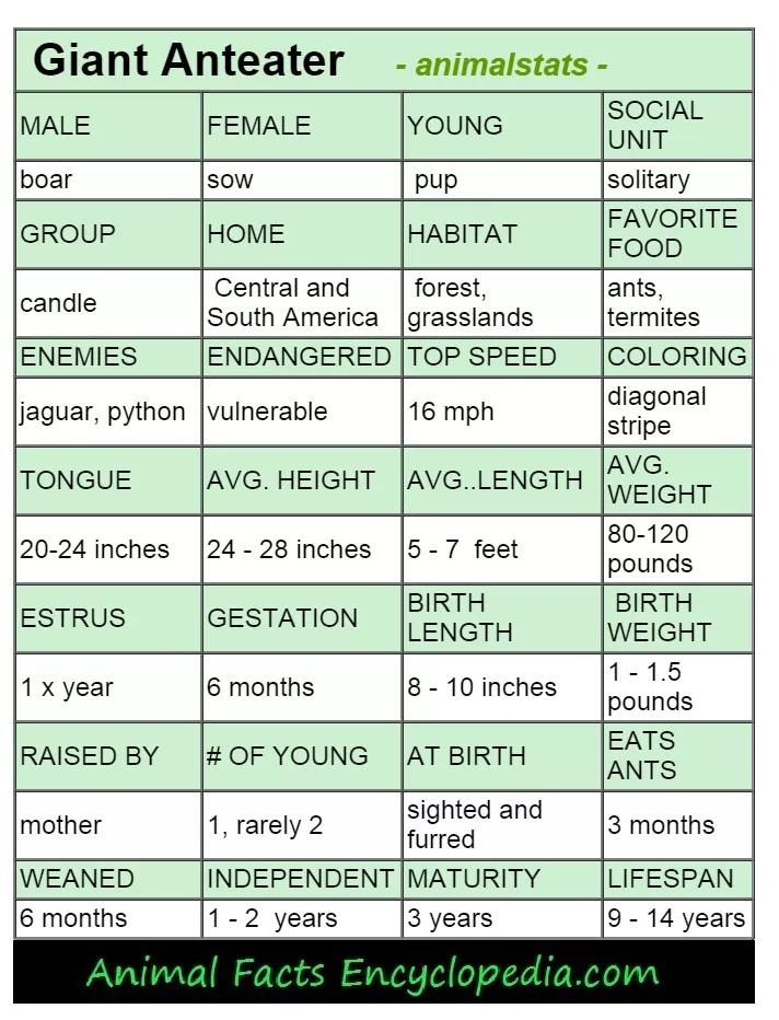 dolphin animal stats