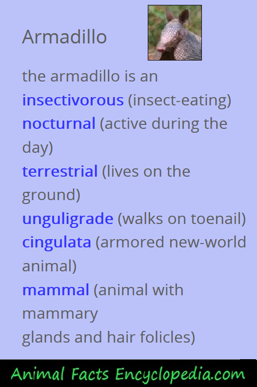 armadillo info