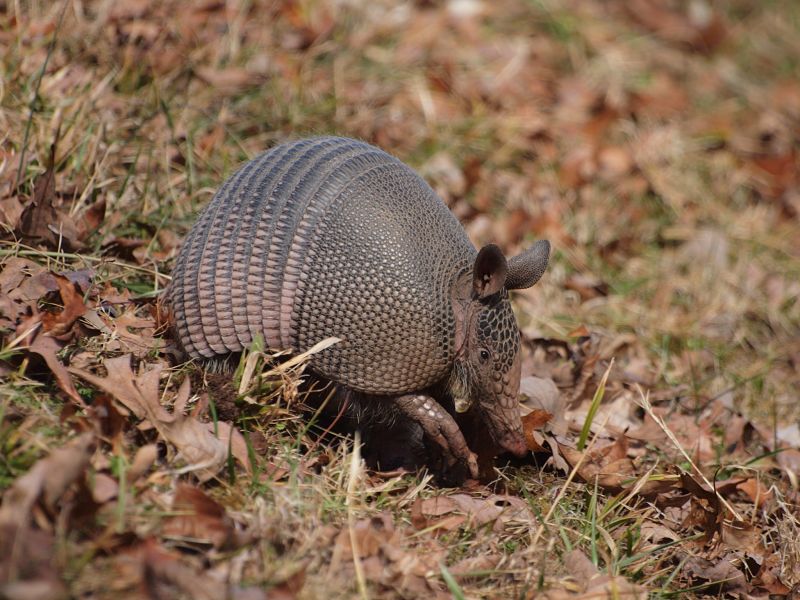 nine line armadillo