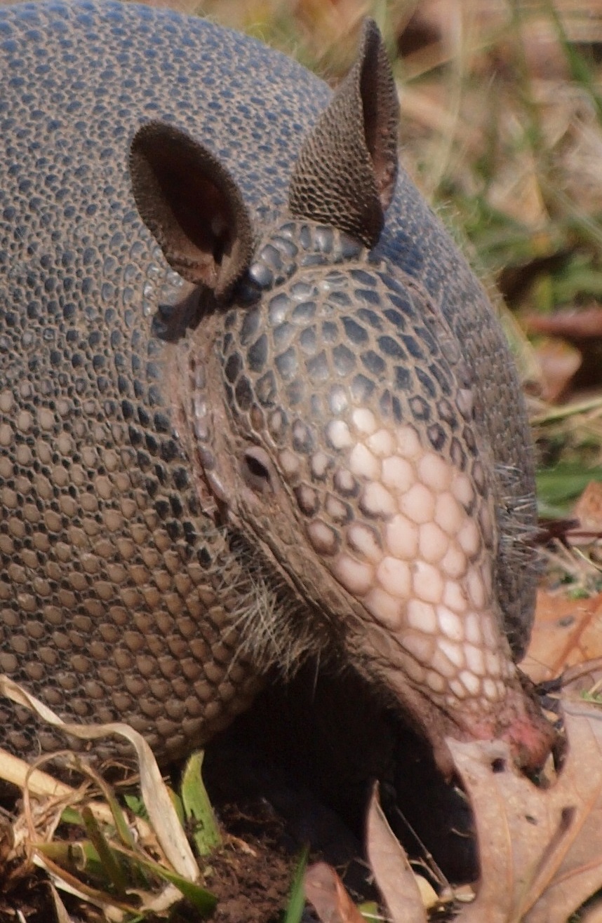 armadillo portrait