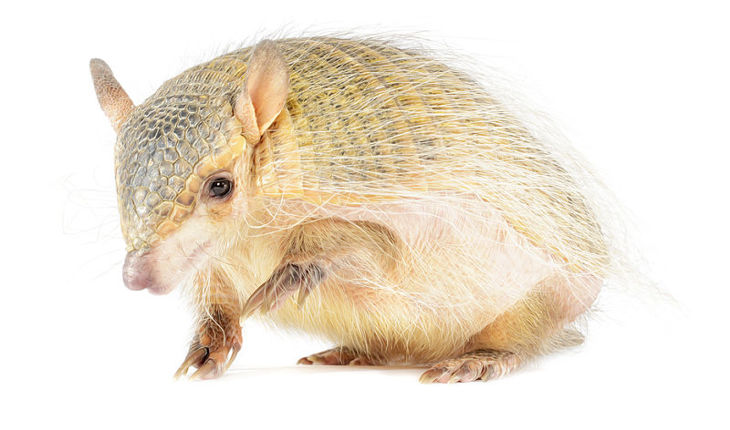 screaming armadillo