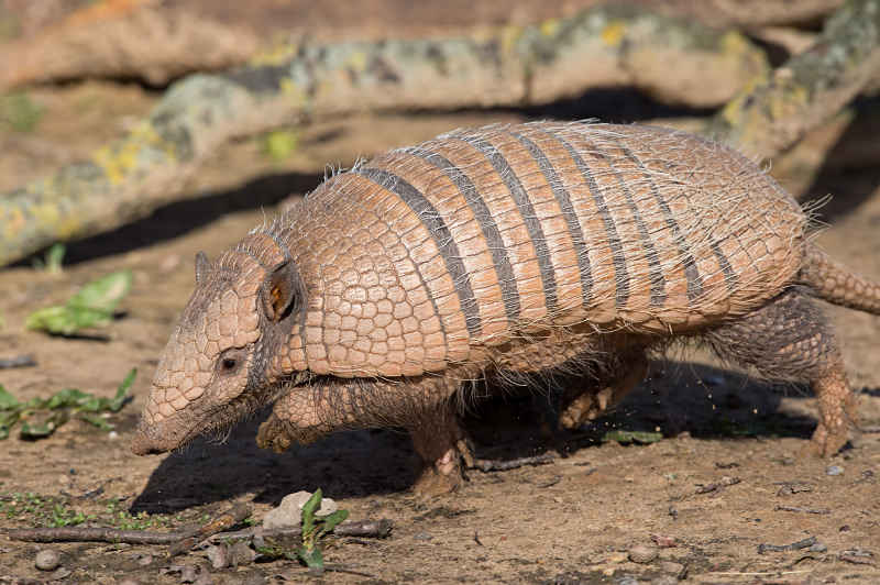 walking armadillo