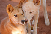 dingoes