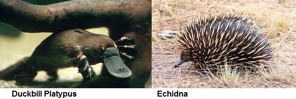 platypus and echidna