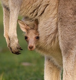 baby kangaroo