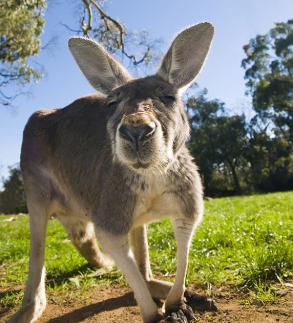 kangaroo