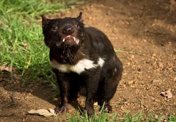 tasmanian devil