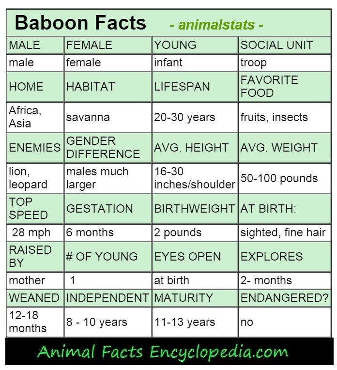 baboon animal stats