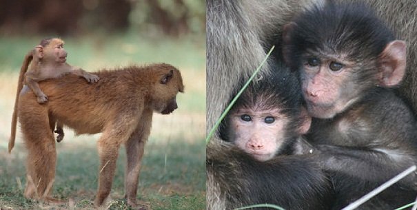 baby baboons