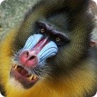 baboon