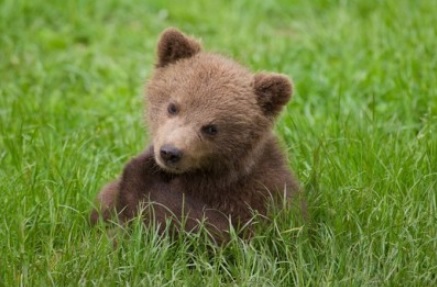 baby bear