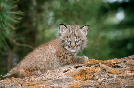 baby bobcat