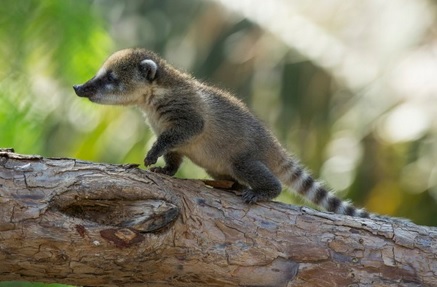 baby coati