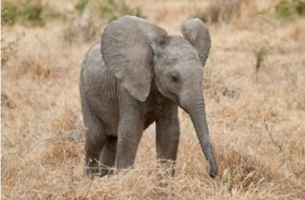 baby elephant