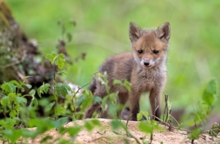 baby fox