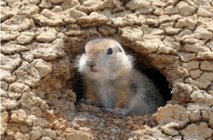 baby groundhog