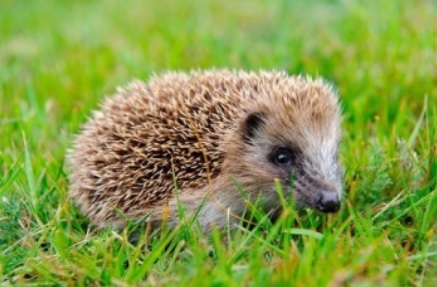 baby hedgehogs