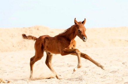 baby horse