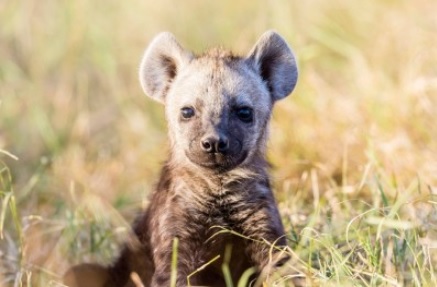baby hyena