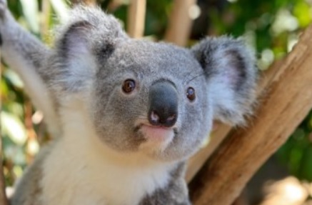 baby koala