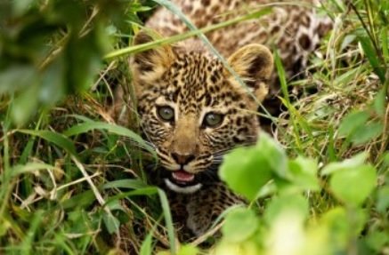 baby leopard