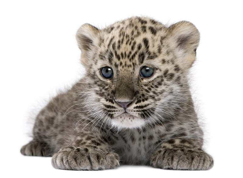 baby leopard cub