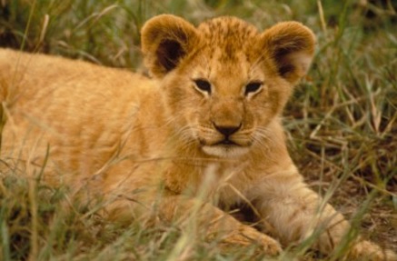 baby lion