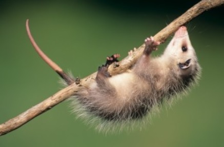 baby opossum