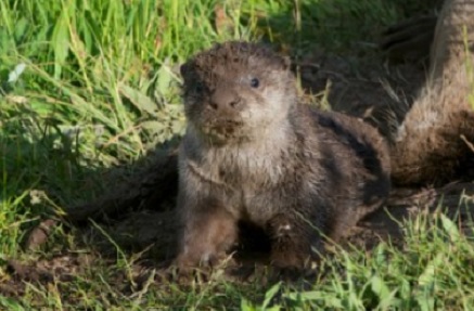 baby otter