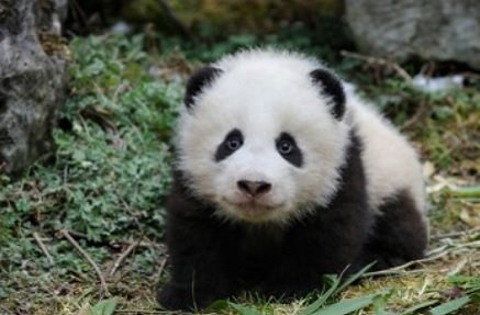 baby panda