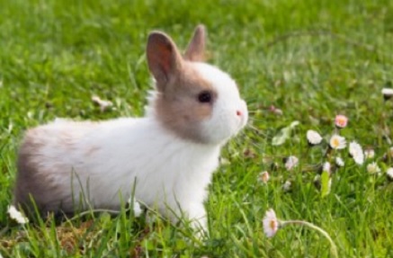 baby rabbit