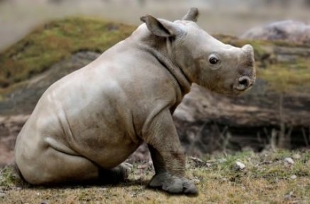 baby rhino