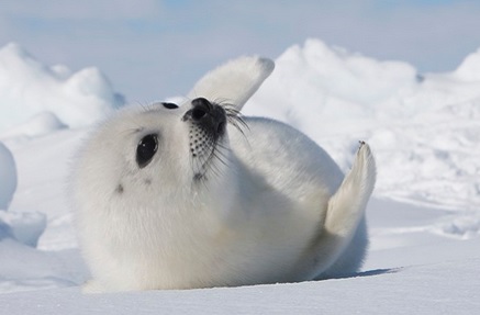 baby seal