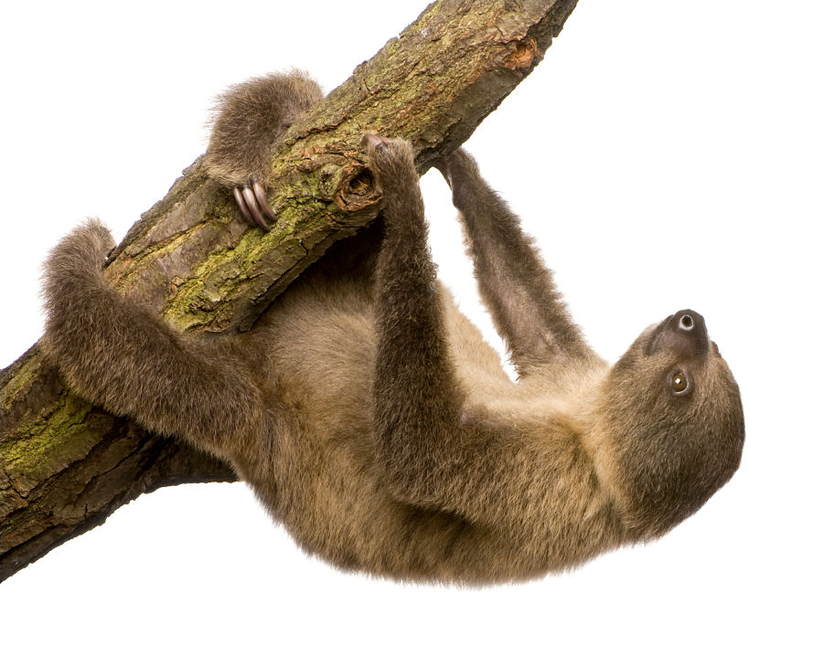 baby sloth climbing