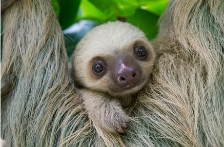 baby sloth