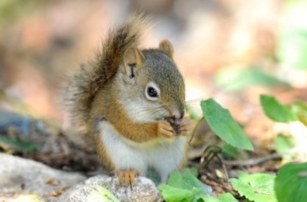 baby squirrel