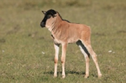 baby wildebeest