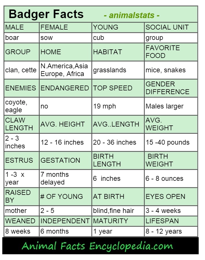 badger information