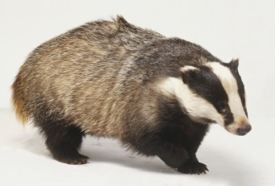 European badger