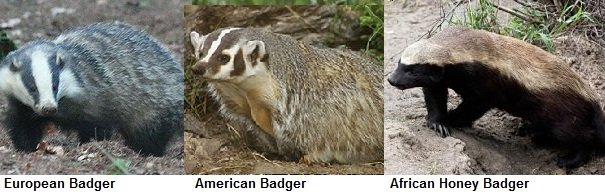 badger comparison