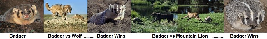badger wins
