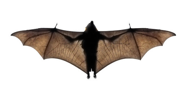 bat in flight