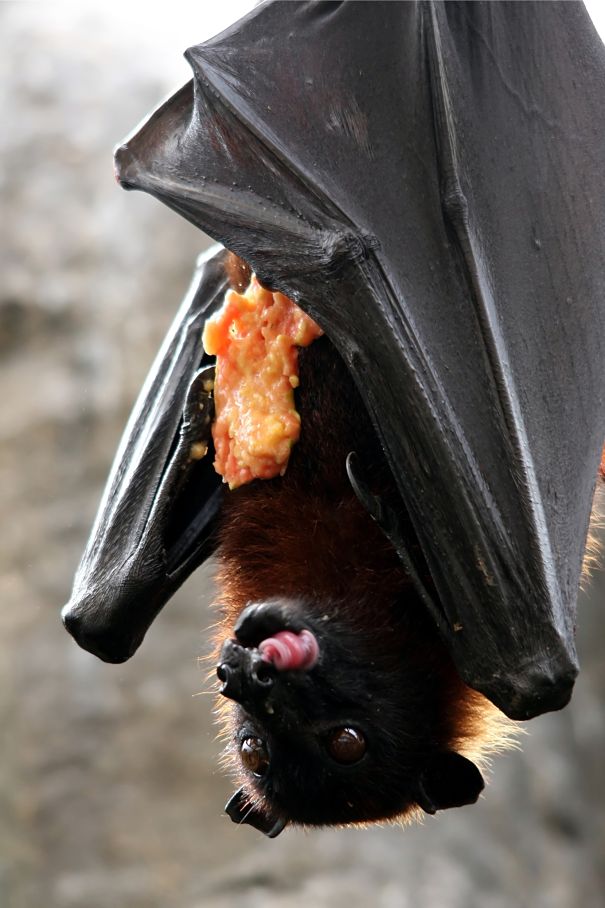 magabat Rodrigues flying fox